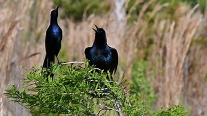 Boat-tailed Grackle (Quiscalus major) | BIRDS & Nature