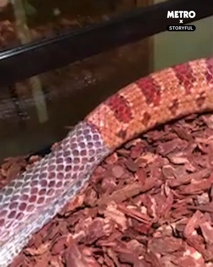 This is strangely satisfying | Metro