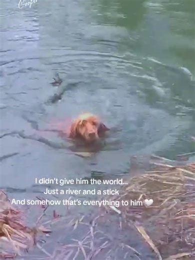 Watching a spaniel in a river is like watching pure happiness come to life. The second he spots a stick, nothing else in the world matters. No worries, no stress, no overthinking… just a mission, a splash, and the kind of joy that reminds me how simple life can be. He doesn’t care how many times I throw it. To him, every single throw is the greatest moment ever. The excitement, the determination, the proud swim back with that stick like he’s just completed the most important job in the world. So