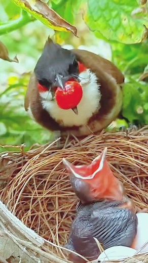 Naturehealth on TikTok