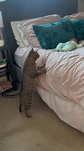 She is worried about the baby ❤ #cat #catsofinstagram #catlover | Cat Lover