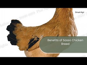 Benefits of Sasso Chicken Breed| Chicken Production