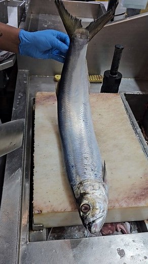 1.9M views · 17K reactions | Professional Monster Ribbon Fish Cutting Skills #foryoupage #reelsvideo #follower #facebook #Amazing #trending #reelsvideoシ #viral #reels | SH Fresh & Fish | Facebook