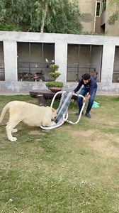 Rare white lion wants to play with chair😍#lion #lionhub #viral #fyp #lionking #reels | Lion Hub