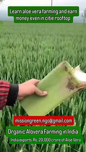 23K views · 26K reactions | Learn aloe vera farming and earn money even in citie rooftop. Drop me an email and I will send you all the details to grow aloe vera at home and Farm. | Mission Green Mumbai | Facebook