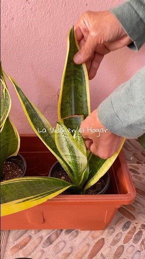 💚Propagación dela Lengua de Suegra 👌🪴#plantas