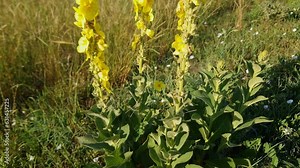 Wild growing blooming mullein on a field in sunny morning