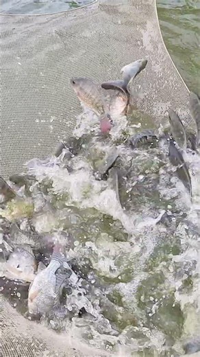 Incredible Net Fishing! Massive Catch in One Pull 🐟 #fishing #fish