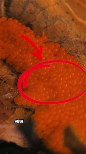 AN ALIEN ORGANISM A FUNGUS #nature #woodworking #voiceover #potcasts #knowledge #video #history