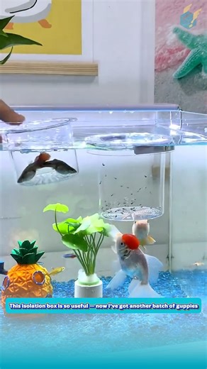 This isolation box is so useful — now I’ve got another batch of guppies