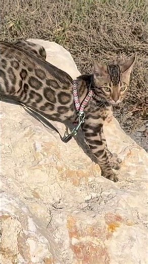 FLASH SAPHIR LE CHAT RAPIDE