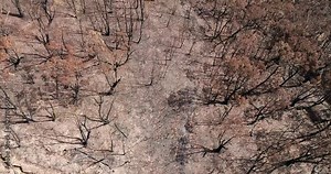 Burnt canopies of gum trees in Australian Blue Mountains after bushfires and dry summer season.