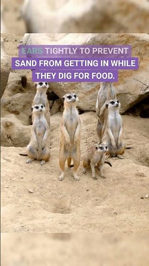 Meerkats: The Ultimate Survivors - Discover Their Unique Defense Tactics!
