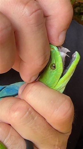 The fangs of a green mamba!!! #cool #fun #reels #wow #crazy #fangs #fantastic #amazing #awsome #instagram #insta #instareels #instavideo #green #greenmamba #snake #dingodinkelman #reptile #southafrica #durban | Dingo