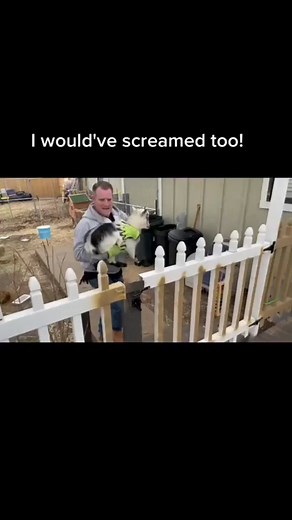omg that Goat is so funny #goat #screaming #funnyvideo #fyp #foryou