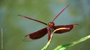 A red dragon fly balancing on the thin grass in the morning, a red dragon fly standing on a dry branch shaken by the wind against a background of green leaves, Damselfly, Insects, Macro dragonfly.