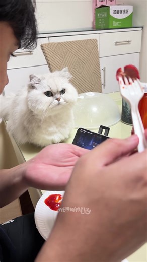 Yuki Craves a Hotdog | Mukbang with Meowmily