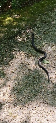 Central North American Black Snake - Pablo Apollo's Backyard Wyld Life