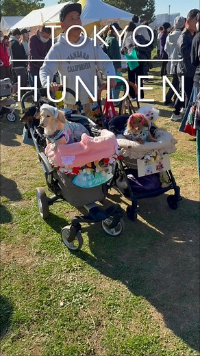 23 reactions | Blixt insatt reportage från den stora hundmässan i Tokyo. Producent & ansvarig utgivare TVS | Stefan Annell | Facebook