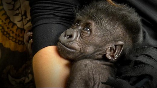 Baby Gorilla Clings to Humans After Mother Rejects Her