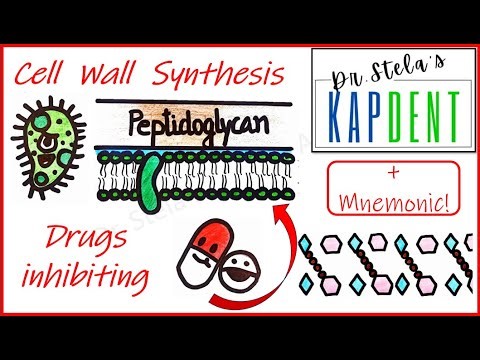 Cell Wall Synthesis | Antibiotics inhibiting the synthesis of bacterial cell wall | Pharmacology