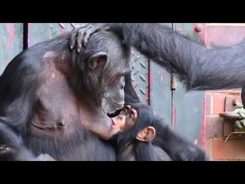 Baby Chimp Jeff Won't Let Go Of His Feed!