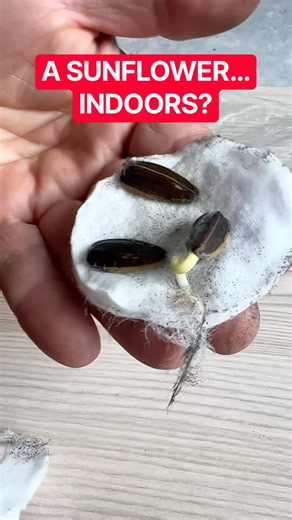 Can I Actually Grow a Sunflower Indoors?