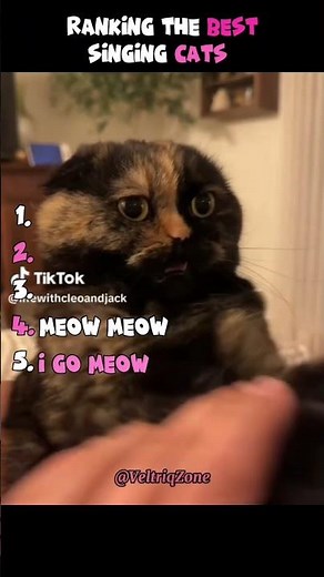 Ranking The Best Singing Cats 🎤🐱