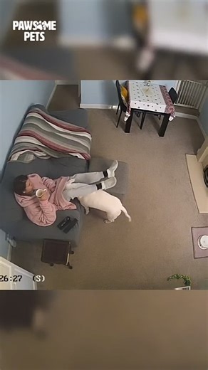 Bull Terrier on Instagram: "🙃There’s room for both of us 🥺💚 🎬 Via: TikTok @ pawsomepets • #miniaturebullterrierlover #miniaturebullterriers #miniaturebullterrier #miniaturebullterriermix #miniaturebullterrierkennel #miniaturebullterrierforsale #miniaturebullterriercanada #miniaturebullterrierdeutschland #miniaturebullterrierofinstagram"