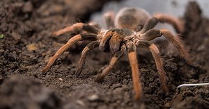 Thousands of tarantulas expected to crawl through Colorado in mass migration