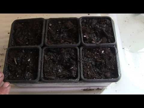 jardinage semis de graines de piment