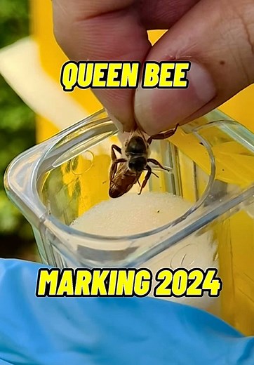 Queen Marking Techniques in Beekeeping