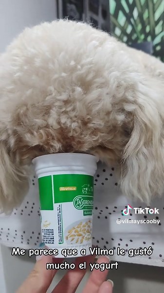 Vilma&Scooby on TikTok