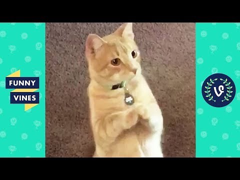 [20 MIN] CUTE PETS & FUNNY ANIMALS Compilation | Funny Vines August 2018