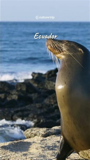 POV: you finally said yes to the trip… and Ecuador delivered 🇪🇨 #culturetrip