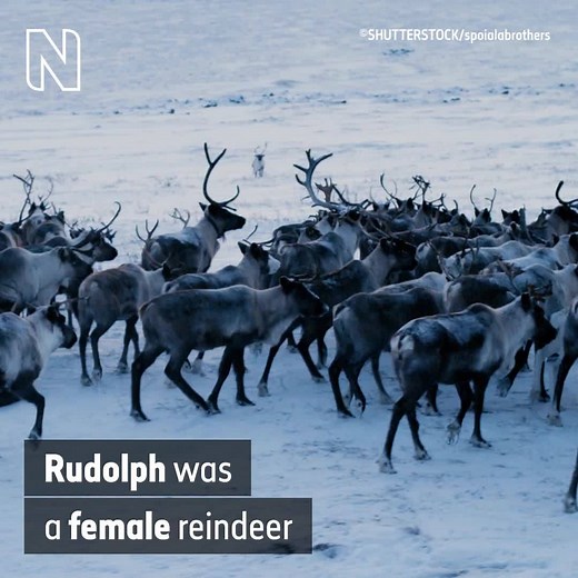 469K views · 3.5K reactions | Antlers usually help us tell male and female deer apart, but reindeer are an exception to the rule. So if you see an image of Rudolph the Red-Nosed Reindeer sporting a striking set of antlers, there are a few things you need to know. | Natural History Museum, London | Facebook