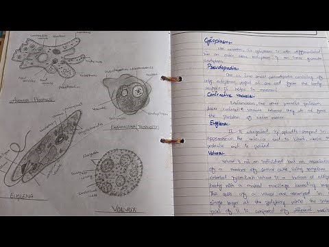 Solved Biology Practical file of 11 || Important Practicals Of Biology (part 1)
