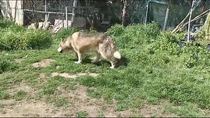 36K views · 208 reactions | Se llama OSO y tiene 8 años. Hasta ahora ha vivido muy aislado, sería bueno que pudiera vivir en una casa con su jardín o su espacio exterior aunque, como siempre, se valorarán todas las opciones. Con hembras bien pero con machos no tanto. Unos 50kl, sí, es grandote. Tiene buen carácter pero es desconfiado. Está en Madrid. WhatsApp 613 05 38 58 | Nórdicos en Adopción | Facebook