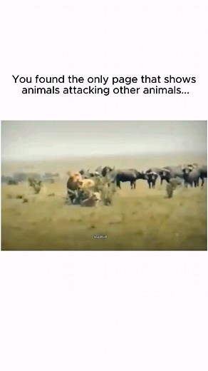 @animalsattackinganimals on Instagram: "🐾⚔️ Follow us @animalsattackinganimals for jaw-dropping moments of nature's wild side! Witness incredible animal encounters and the raw power of the animal kingdom... #reels #explore #viral #animals #attacking #lion #tiger #savannah"