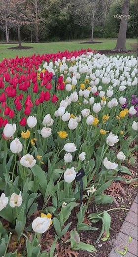 Zoo in Full Bloom 2025 - Cincinnati Zoo #shorts