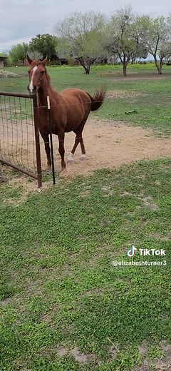 Elizabeth Turner (@elizabethturner3)’s videos with Grateful - St. Finnikin