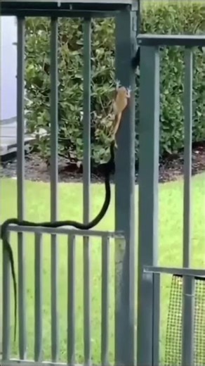 Rattlesnake Life - Too Dangerous, the Frog Narrowly Escaped Death !