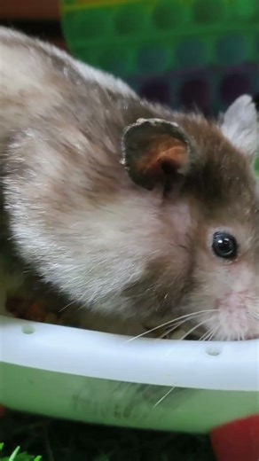 Greedy Hamster Goes ALL IN 😱 Stuffing Food Until Cheeks Explode!