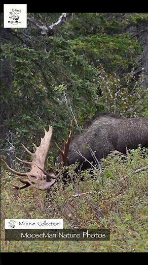 Majestic Moose Revealed A Forest Crown of Antlers! #moose #nature #wildlife