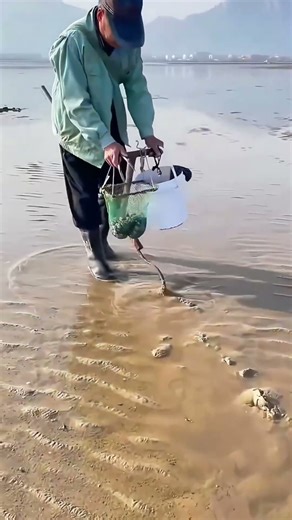 The process of workers digging for shells by the seaside