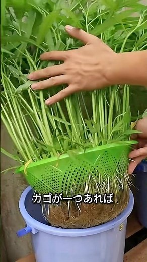 How to Grow Vegetables Using Only a Basket Without Soil