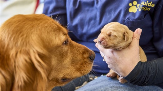 Adorable photos show the first litter of guide dog puppies born in 2025