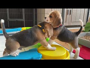 CUTE Beagle Puppy in Slow Motion