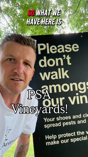 Brenden Robnik on Instagram: "Vineyard Safety, what it means for a winery and region. . Looks can be deceiving, whilst vineyards look lush and green with grapes hanging and grass growing along the ground, what you cannot see is the dangerous and deadly Phylloxera bug underground attacking the vines. This little creature can not only destroy a vine but can wipeout a vineyard and decimate an entire region! . Some regions remain free from this bug and some do not, here in the Yarra Valley we have i