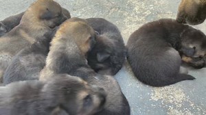 109K views · 1.1K shares | Nearly 2 and a half weeks of age and we’re learning to exit our whelping box to see more of the outside world now殺殺殺 | German Shepherds Of North East Victoria-Australia | Facebook